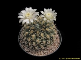 Gymnocalycium knebelii 115